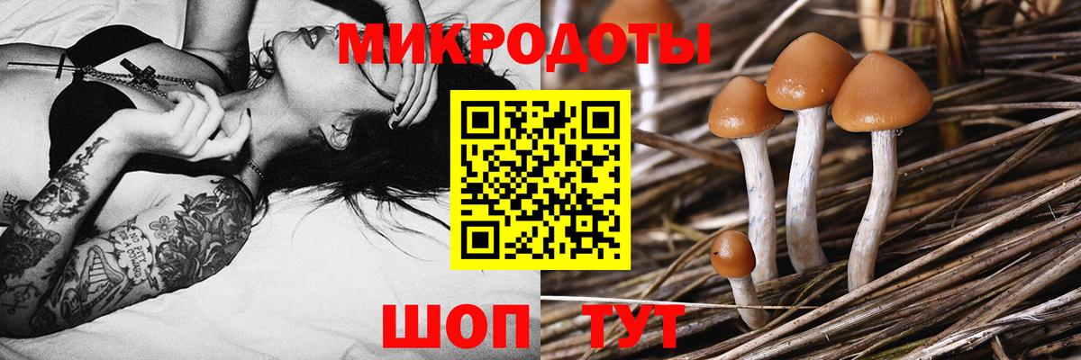 Галлюциногенные грибы GOLDEN TEACHER  Вход с VPN  Новозыбков 